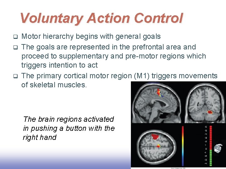 Voluntary Action Control q q q Motor hierarchy begins with general goals The goals