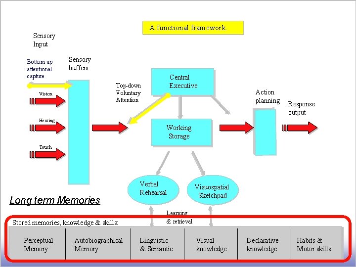 A functional framework. Sensory Input Bottom up attentional capture Sensory buffers Central Executive Top-down