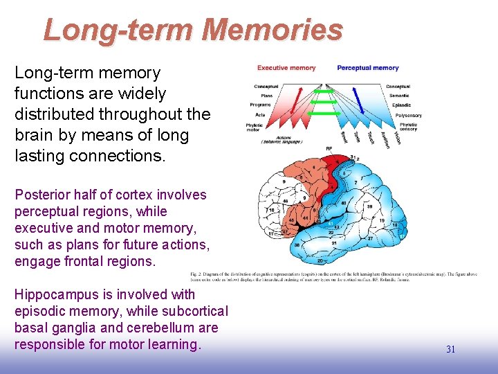 Long-term Memories Long-term memory functions are widely distributed throughout the brain by means of