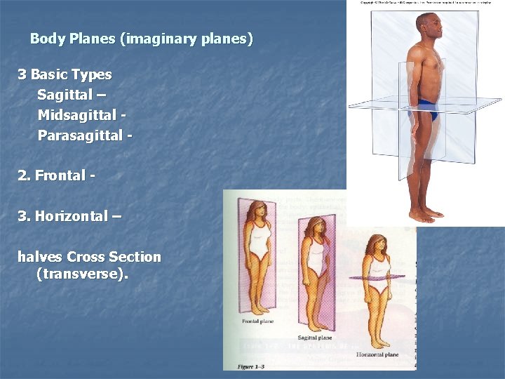 Body Planes (imaginary planes) 3 Basic Types Sagittal – Midsagittal Parasagittal 2. Frontal 3.