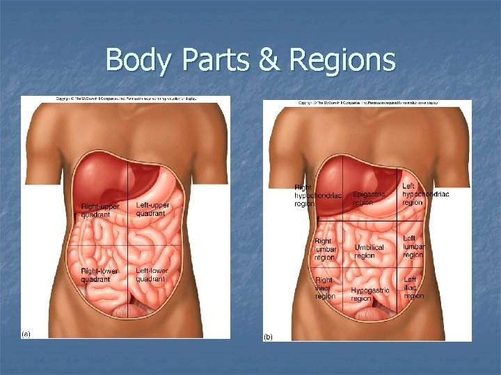 Body Parts & Regions 