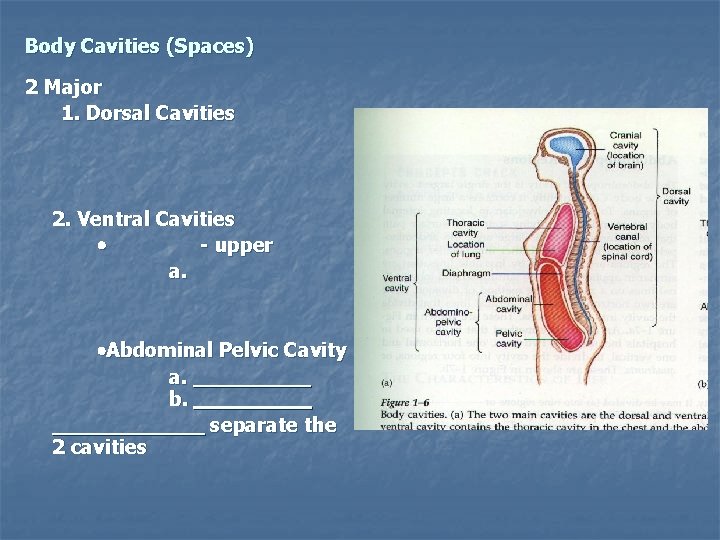 Body Cavities (Spaces) 2 Major 1. Dorsal Cavities 2. Ventral Cavities - upper a.