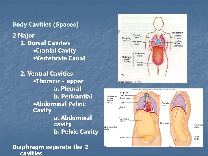 Body Cavities (Spaces) 2 Major 1. Dorsal Cavities Cranial Cavity Vertebrate Canal 2. Ventral