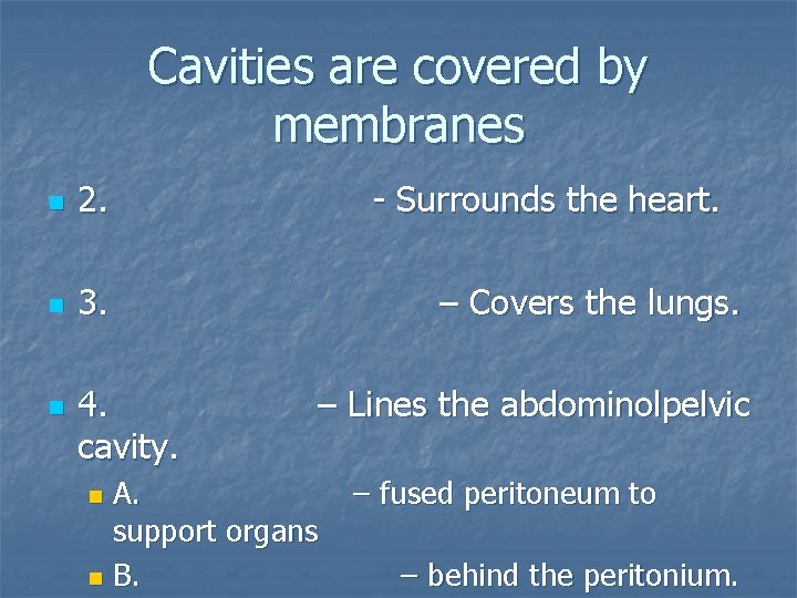 Cavities are covered by membranes n 2. n 3. n 4. cavity. - Surrounds