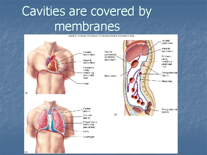 Cavities are covered by membranes 