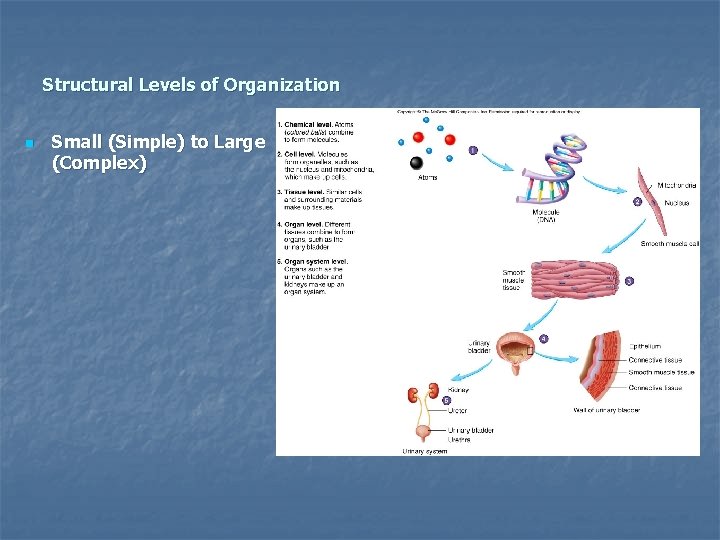 Structural Levels of Organization n Small (Simple) to Large (Complex) 