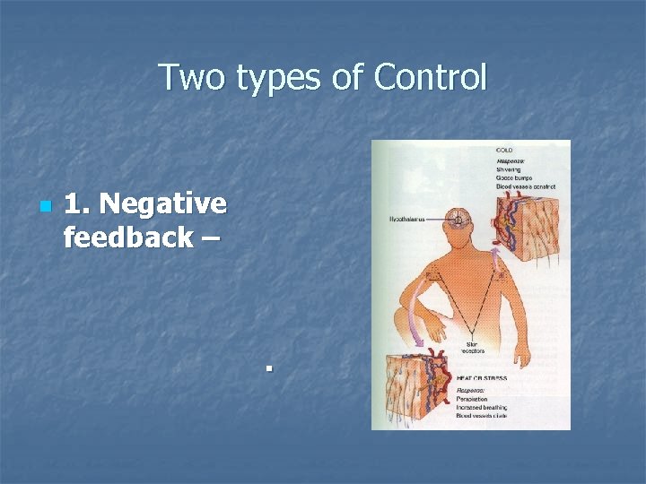 Two types of Control n 1. Negative feedback – . 