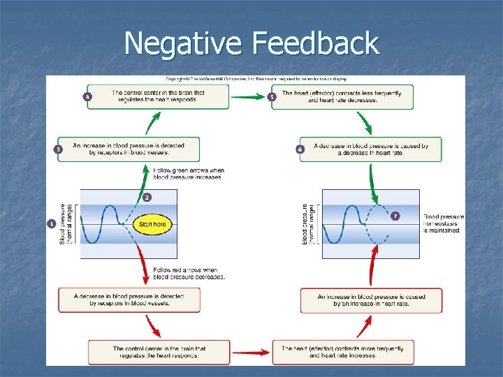 Negative Feedback 