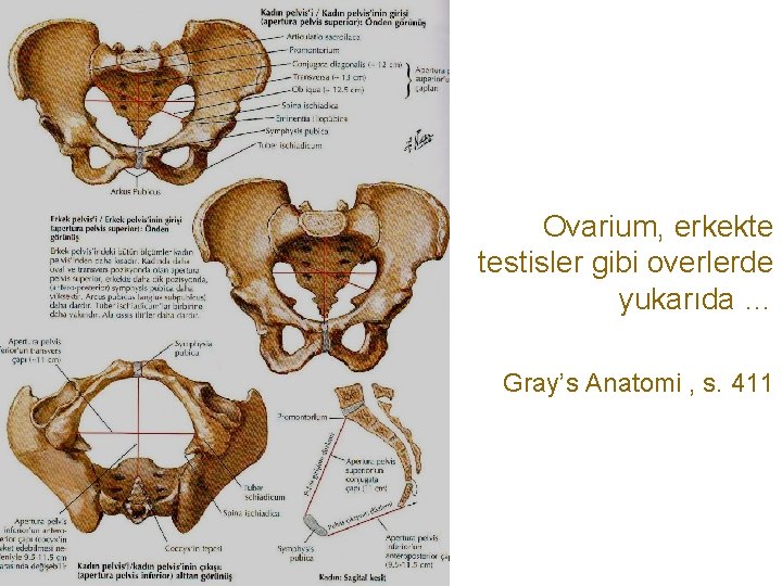  Ovarium, erkekte testisler gibi overlerde yukarıda … Gray’s Anatomi , s. 411 