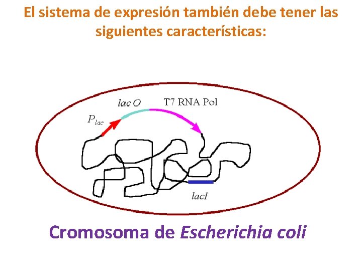 El sistema de expresión también debe tener las siguientes características: Cromosoma de Escherichia coli
