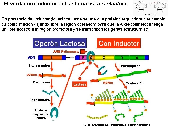 El verdadero inductor del sistema es la Alolactosa En presencia del inductor (la lactosa),