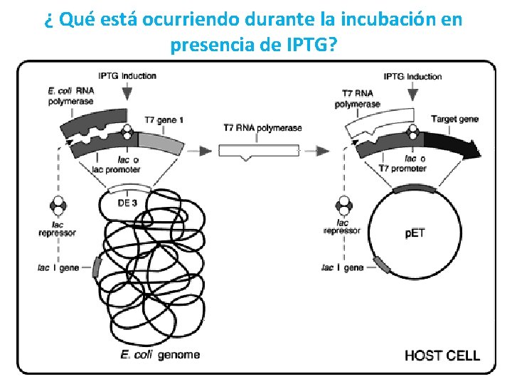 ¿ Qué está ocurriendo durante la incubación en presencia de IPTG? 