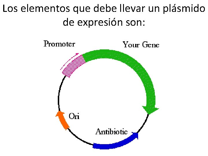 Los elementos que debe llevar un plásmido de expresión son: 