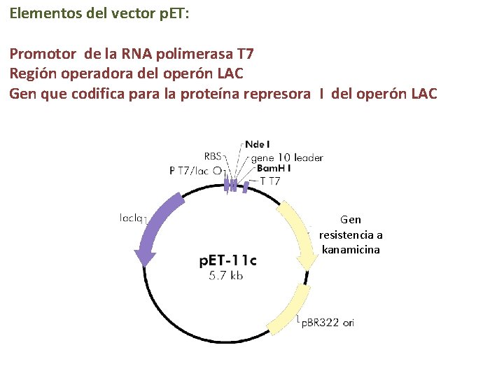 Elementos del vector p. ET: Promotor de la RNA polimerasa T 7 Región operadora