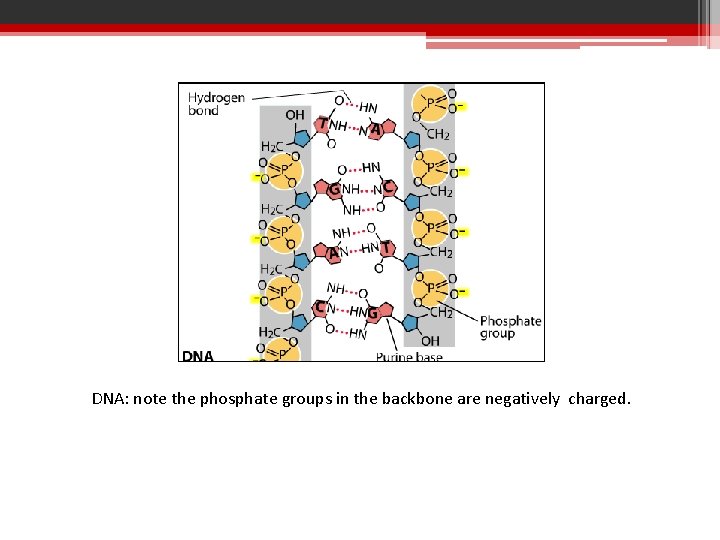 DNA: note the phosphate groups in the backbone are negatively charged. 