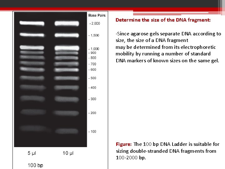 Determine the size of the DNA fragment: -Since agarose gels separate DNA according to