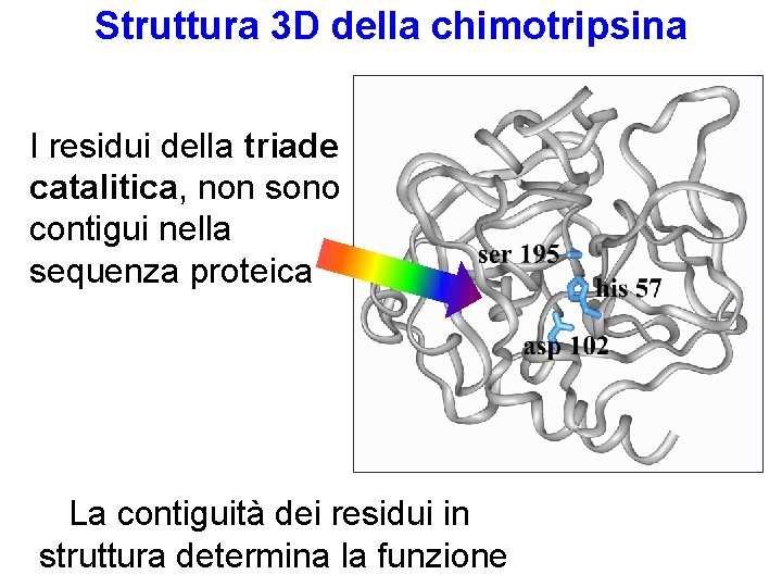 Struttura 3 D della chimotripsina I residui della triade catalitica, non sono contigui nella