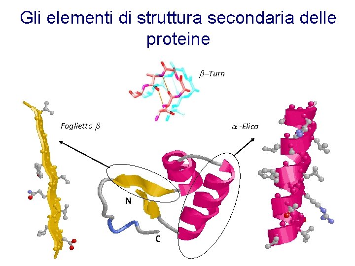 Gli elementi di struttura secondaria delle proteine b-Turn Foglietto b a -Elica N C