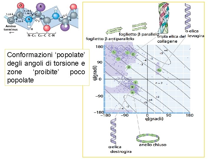 Conformazioni ‘popolate’ degli angoli di torsione e zone ‘proibite’ poco popolate 