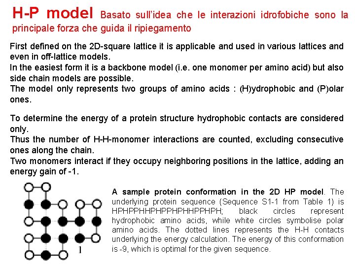 H-P model Basato sull’idea che le interazioni idrofobiche sono la principale forza che guida