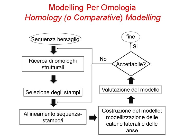 Modelling Per Omologia Homology (o Comparative) Modelling 