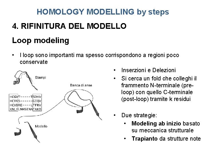HOMOLOGY MODELLING by steps 4. RIFINITURA DEL MODELLO Loop modeling • I loop sono