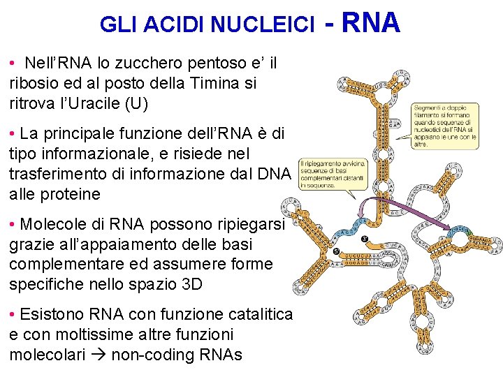 GLI ACIDI NUCLEICI • Nell’RNA lo zucchero pentoso e’ il ribosio ed al posto