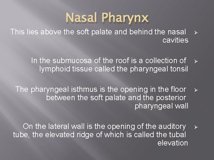 Nasal Pharynx This lies above the soft palate and behind the nasal cavities Ø