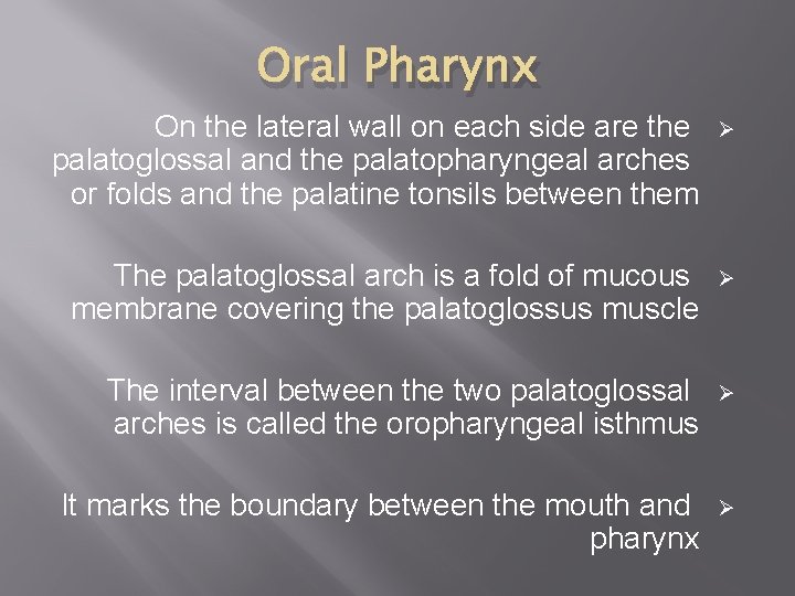 Oral Pharynx On the lateral wall on each side are the palatoglossal and the