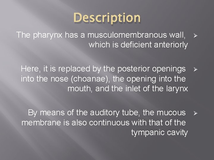 Description The pharynx has a musculomembranous wall, which is deficient anteriorly Ø Here, it