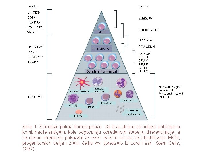 Slika 1. Šematski prikaz hematopoeze. Sa leve strane se nalaze uobičajene kombinacije antigena koje