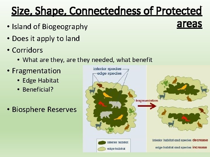 Size, Shape, Connectedness of Protected areas • Island of Biogeography • Does it apply