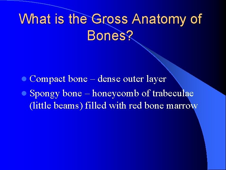 What is the Gross Anatomy of Bones? l Compact bone – dense outer layer