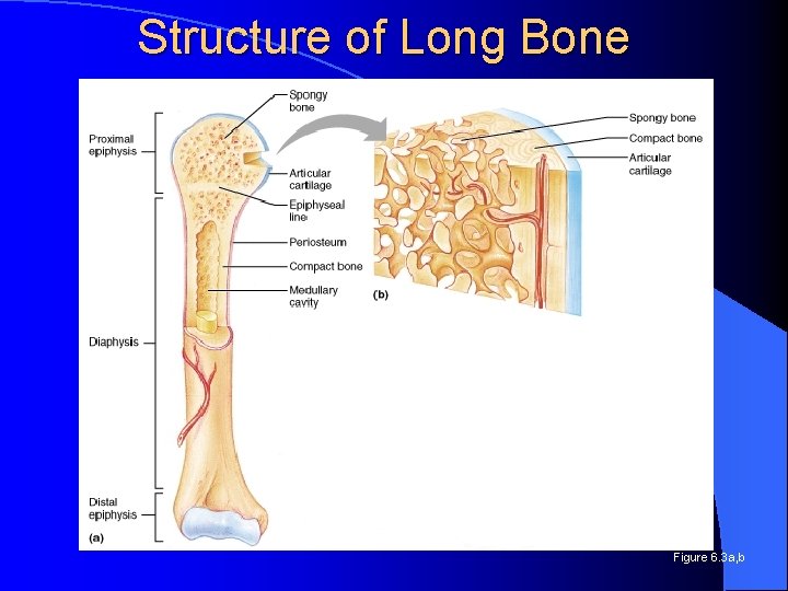 Structure of Long Bone Figure 6. 3 a, b 