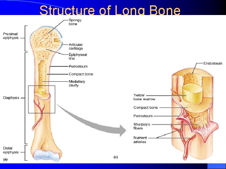 Structure of Long Bone Figure 6. 3 a, c 