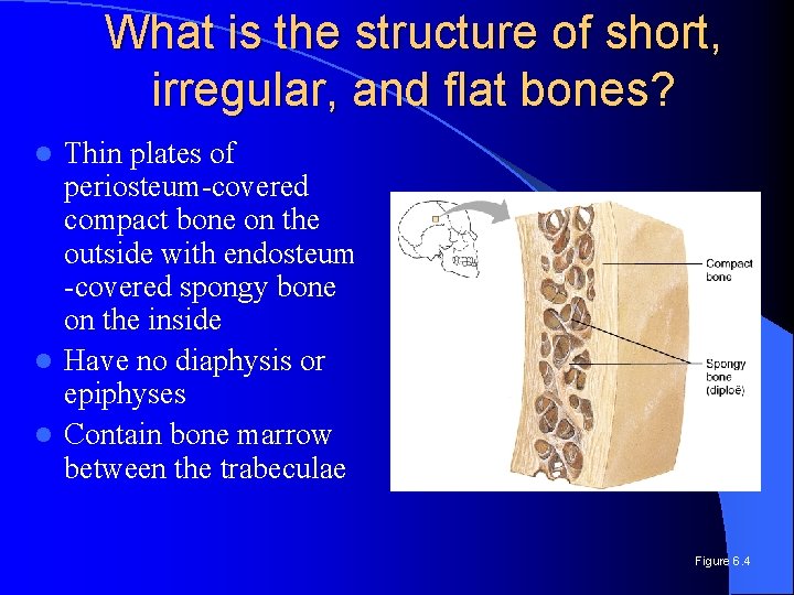 What is the structure of short, irregular, and flat bones? Thin plates of periosteum-covered