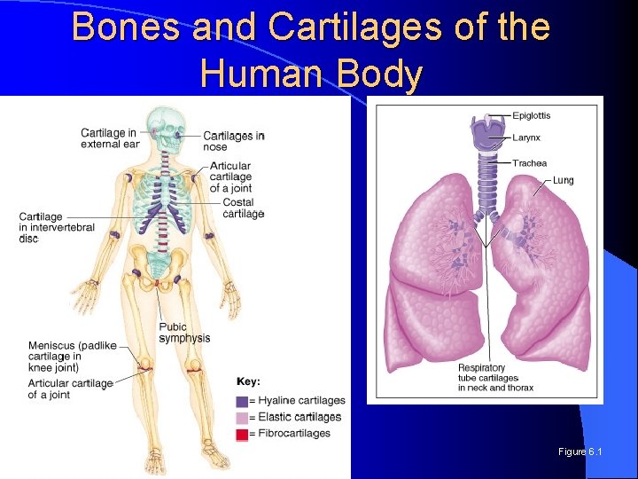 Bones and Cartilages of the Human Body Figure 6. 1 