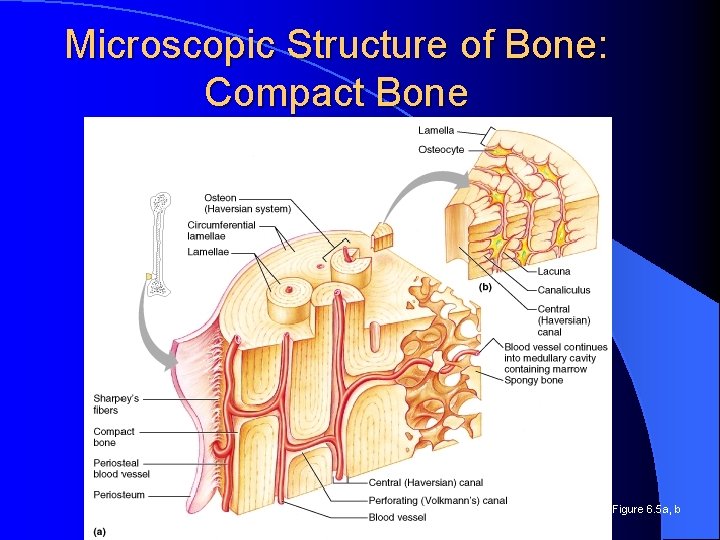 Microscopic Structure of Bone: Compact Bone Figure 6. 5 a, b 