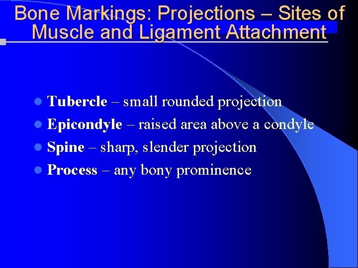 Bone Markings: Projections – Sites of Muscle and Ligament Attachment l Tubercle – small