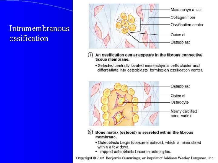 Intramembranous ossification 