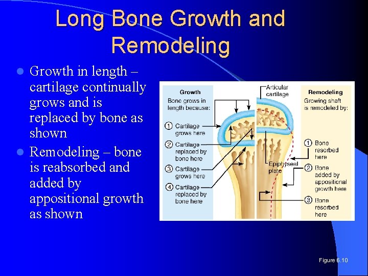 Long Bone Growth and Remodeling Growth in length – cartilage continually grows and is