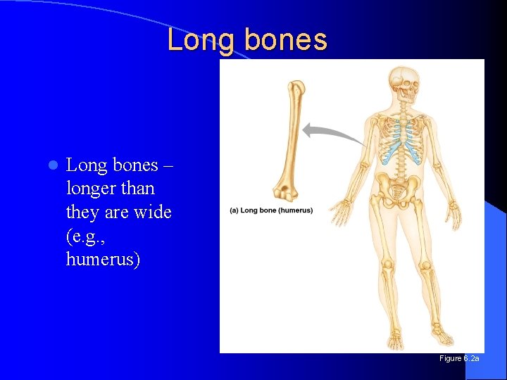 Long bones l Long bones – longer than they are wide (e. g. ,