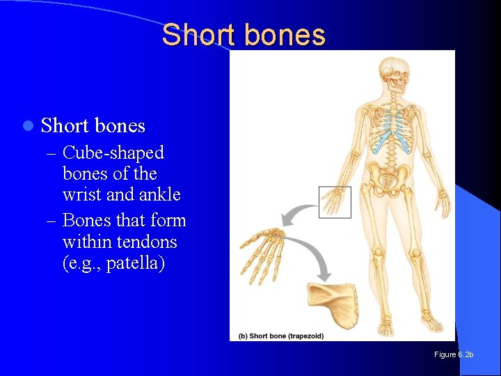 Short bones l Short bones – Cube-shaped bones of the wrist and ankle –