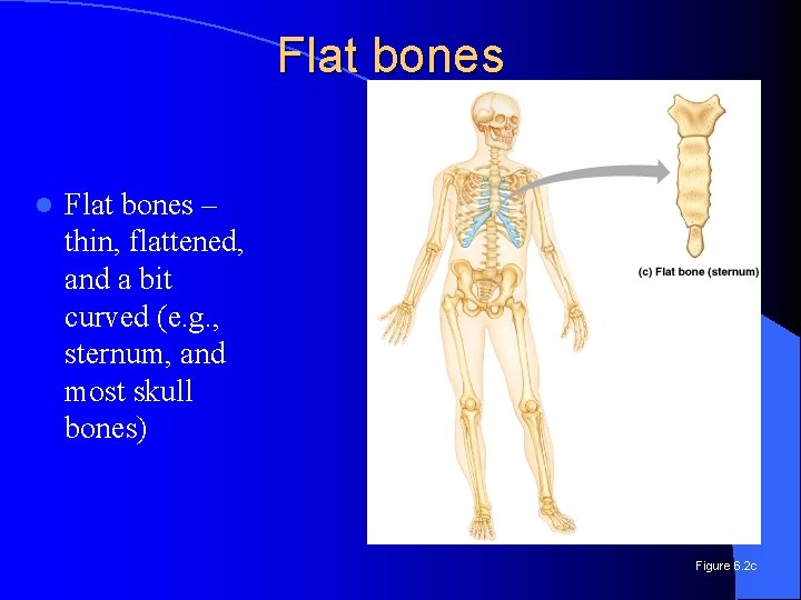 Flat bones l Flat bones – thin, flattened, and a bit curved (e. g.