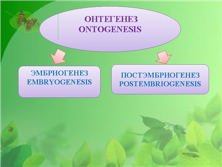 ОНТЕГЕНЕЗ ONTOGENESIS ЭМБРИОГЕНЕЗ EMBRYOGENESIS ПОСТЭМБРИОГЕНЕЗ POSTEMBRIOGENESIS 