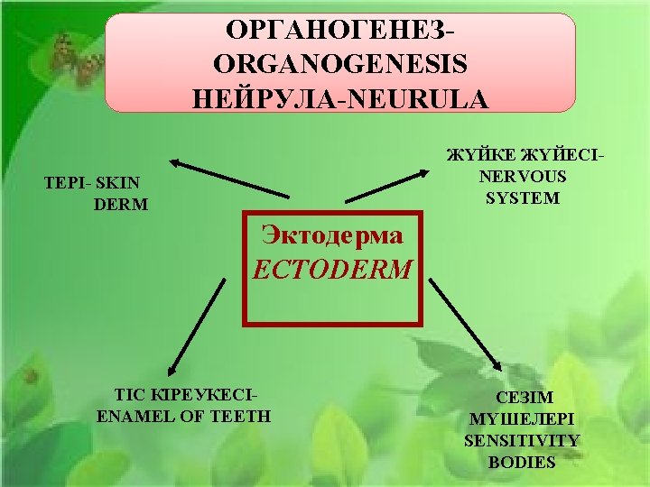ОРГАНОГЕНЕЗORGANOGENESIS НЕЙРУЛА-NEURULA ЖҮЙКЕ ЖҮЙЕСІNERVOUS SYSTEM ТЕРІ- SKIN DERM Эктодерма ECTODERM ТІС КІРЕУКЕСІENAMEL OF TEETH