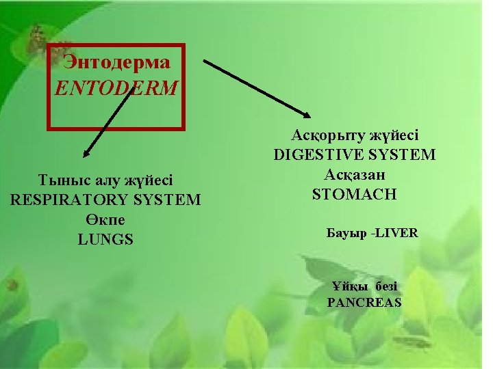 Энтодерма ENTODERM Тыныс алу жүйесі RESPIRATORY SYSTEM Өкпе LUNGS Асқорыту жүйесі DIGESTIVE SYSTEM Асқазан