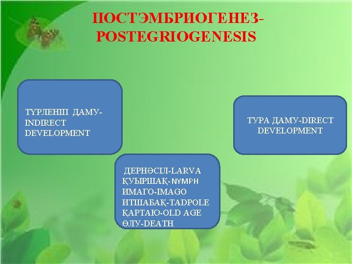 ПОСТЭМБРИОГЕНЕЗPOSTEGRIOGENESIS ТҮРЛЕНІП ДАМУINDIRECT DEVELOPMENT ТУРА ДАМУ-DIRECT DEVELOPMENT ДЕРНӘСІЛ-LARVA ҚУЫРШАҚ-NYMPH ИМАГО-IMAGO ИТШАБАҚ-TADPOLE ҚАРТАЮ-OLD AGE ӨЛУ-DEATH