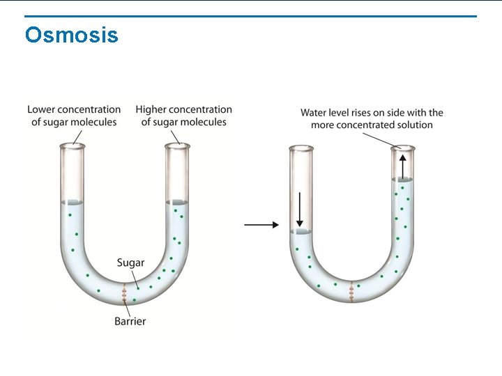 Osmosis 