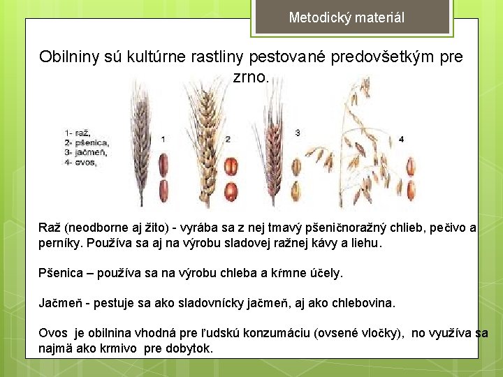 Metodický materiál Obilniny sú kultúrne rastliny pestované predovšetkým pre zrno. Raž (neodborne aj žito)